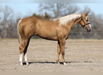 American Quarter Horse, Stute, 2 Jahre, 150 cm, Palomino