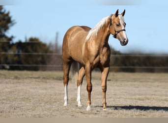 American Quarter Horse, Stute, 2 Jahre, 150 cm, Palomino