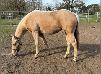 American Quarter Horse, Stute, 2 Jahre, 150 cm, Palomino