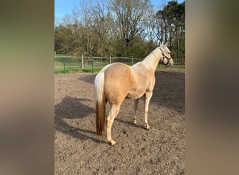 American Quarter Horse, Stute, 2 Jahre, 150 cm, Palomino