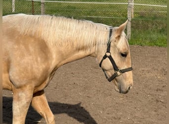American Quarter Horse, Stute, 2 Jahre, 150 cm, Palomino