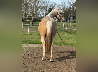 American Quarter Horse, Stute, 2 Jahre, 150 cm, Palomino