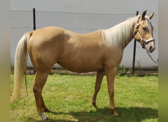 American Quarter Horse, Stute, 2 Jahre, 150 cm, Palomino
