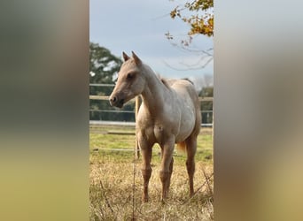 American Quarter Horse, Stute, 2 Jahre, 150 cm, Palomino