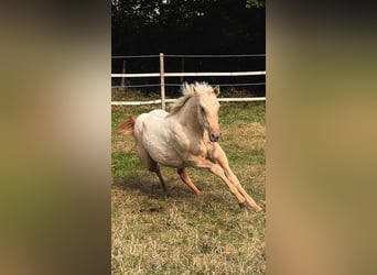 American Quarter Horse, Stute, 2 Jahre, 150 cm, Palomino