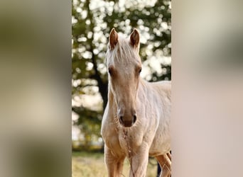 American Quarter Horse, Stute, 2 Jahre, 150 cm, Palomino