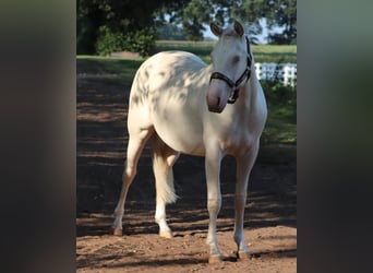 American Quarter Horse Mix, Stute, 2 Jahre, 150 cm, Perlino