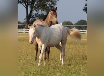 American Quarter Horse Mix, Stute, 2 Jahre, 150 cm, Perlino