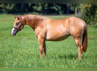 American Quarter Horse, Stute, 2 Jahre, 150 cm, Red Dun