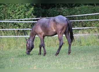 American Quarter Horse, Stute, 2 Jahre, 150 cm, Roan-Blue