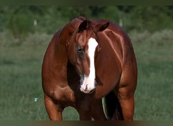 American Quarter Horse, Stute, 2 Jahre, 150 cm, Rotfuchs