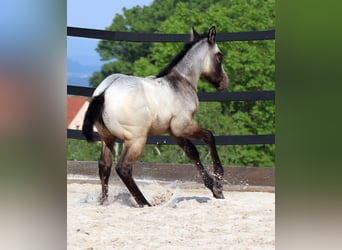 American Quarter Horse, Stute, 2 Jahre, 150 cm, Schimmel