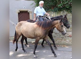 American Quarter Horse, Stute, 2 Jahre, 150 cm, Schimmel