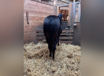 American Quarter Horse, Stute, 2 Jahre, 150 cm, Schwarzbrauner