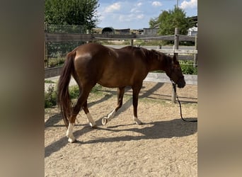 American Quarter Horse, Stute, 2 Jahre, 151 cm, Dunkelfuchs