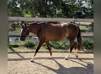 American Quarter Horse, Stute, 2 Jahre, 151 cm, Dunkelfuchs