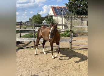 American Quarter Horse, Stute, 2 Jahre, 151 cm, Dunkelfuchs