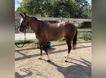 American Quarter Horse, Stute, 2 Jahre, 151 cm, Dunkelfuchs