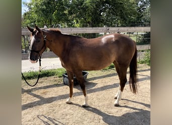 American Quarter Horse, Stute, 2 Jahre, 151 cm, Dunkelfuchs