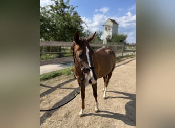 American Quarter Horse, Stute, 2 Jahre, 151 cm, Dunkelfuchs