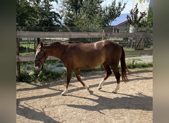 American Quarter Horse, Stute, 2 Jahre, 151 cm, Dunkelfuchs