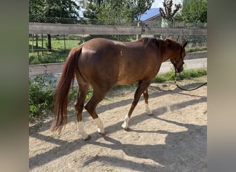 American Quarter Horse, Stute, 2 Jahre, 151 cm, Dunkelfuchs