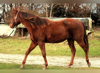 American Quarter Horse, Stute, 2 Jahre, 152 cm, Dunkelfuchs