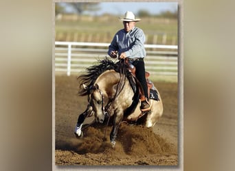 American Quarter Horse, Stute, 2 Jahre, 152 cm, Dunkelfuchs