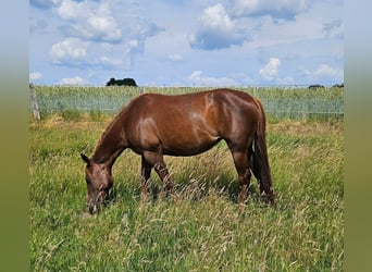 American Quarter Horse, Stute, 2 Jahre, 152 cm, Dunkelfuchs
