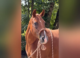 American Quarter Horse, Stute, 2 Jahre, 152 cm, Fuchs
