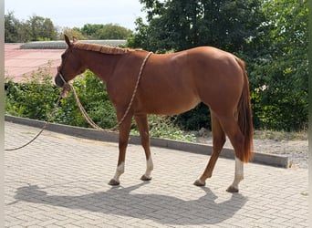American Quarter Horse, Stute, 2 Jahre, 152 cm, Fuchs