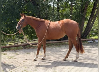 American Quarter Horse, Stute, 2 Jahre, 152 cm, Fuchs
