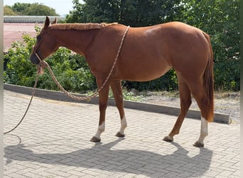 American Quarter Horse, Stute, 2 Jahre, 152 cm, Fuchs