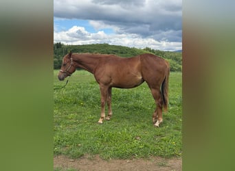 American Quarter Horse, Stute, 2 Jahre, 152 cm, Fuchs
