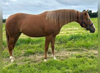 American Quarter Horse, Stute, 2 Jahre, 152 cm, Fuchs