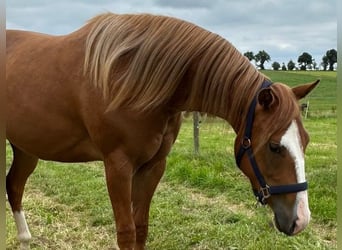 American Quarter Horse, Stute, 2 Jahre, 152 cm, Fuchs