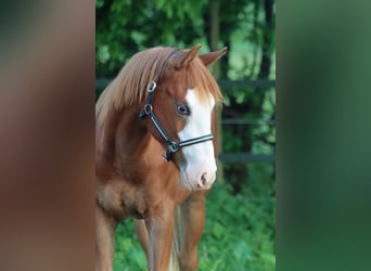 American Quarter Horse, Stute, 2 Jahre, 152 cm, Overo-alle-Farben