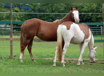 American Quarter Horse, Stute, 2 Jahre, 152 cm, Overo-alle-Farben
