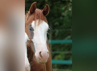 American Quarter Horse, Stute, 2 Jahre, 152 cm, Overo-alle-Farben