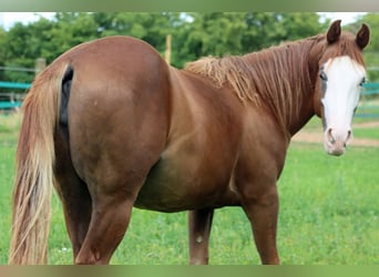 American Quarter Horse, Stute, 2 Jahre, 152 cm, Overo-alle-Farben