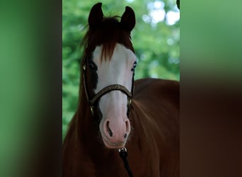 American Quarter Horse, Stute, 2 Jahre, 152 cm, Overo-alle-Farben