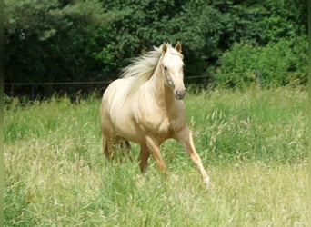 American Quarter Horse, Stute, 2 Jahre, 152 cm, Palomino