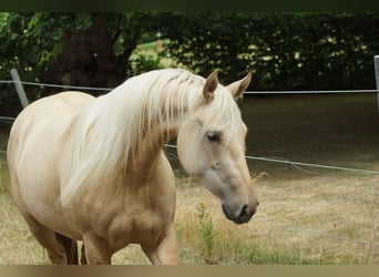 American Quarter Horse, Stute, 2 Jahre, 152 cm, Palomino