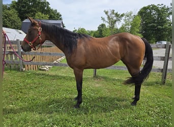 American Quarter Horse, Stute, 2 Jahre, 152 cm, Rotbrauner