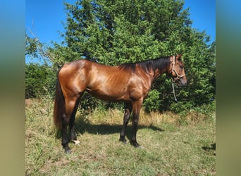 American Quarter Horse, Stute, 2 Jahre, 152 cm, Rotbrauner