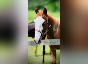 American Quarter Horse Mix, Stute, 2 Jahre, 152 cm, Rotfuchs
