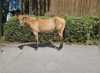 American Quarter Horse, Stute, 2 Jahre, 153 cm, Dunalino
