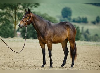 American Quarter Horse, Stute, 2 Jahre, 153 cm, Dunkelbrauner