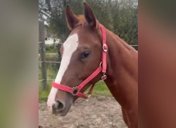 American Quarter Horse, Stute, 2 Jahre, 153 cm, Dunkelfuchs