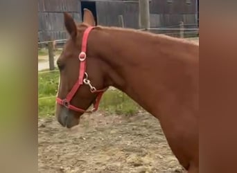 American Quarter Horse, Stute, 2 Jahre, 153 cm, Dunkelfuchs